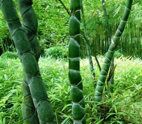 陽台種竹子 冬藏之蛇
